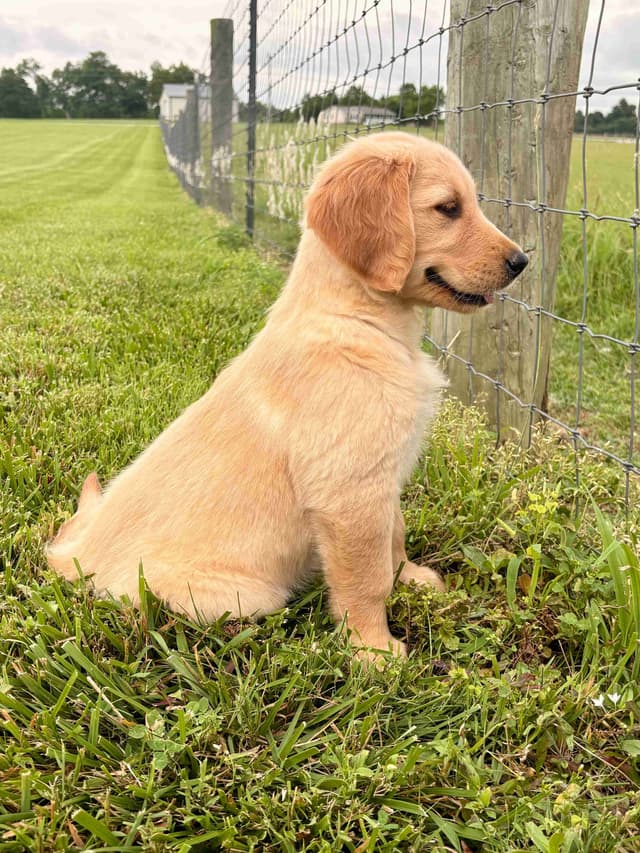 Lakeside Golden Retrivers media 10