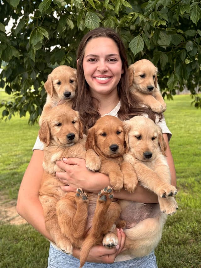 Lakeside Golden Retrivers media 11