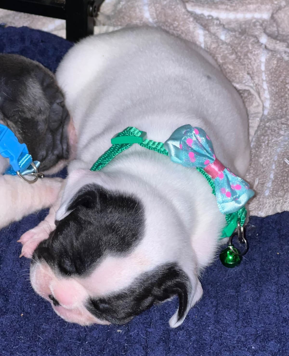 Frenchie Puppies from London Paris Pups breeder image 2