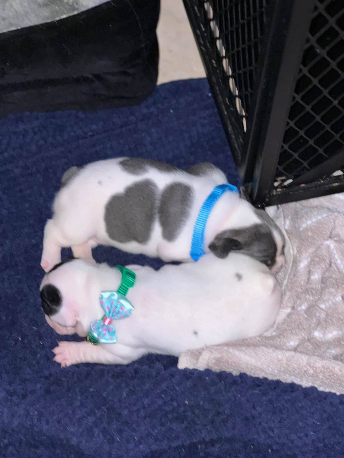 Frenchie Puppies from London Paris Pups breeder image 3