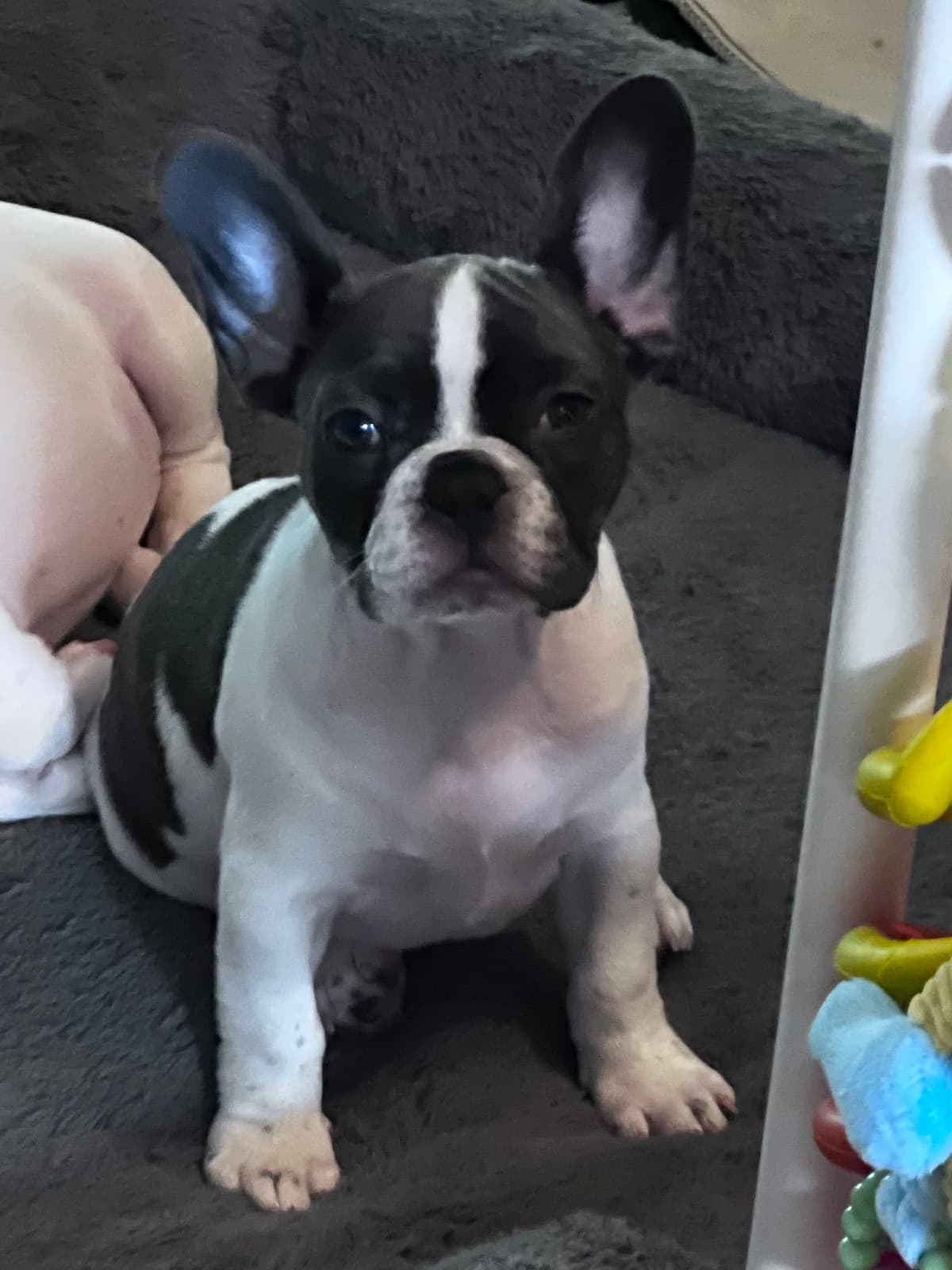 Frenchie Puppies from London Paris Pups breeder image 4