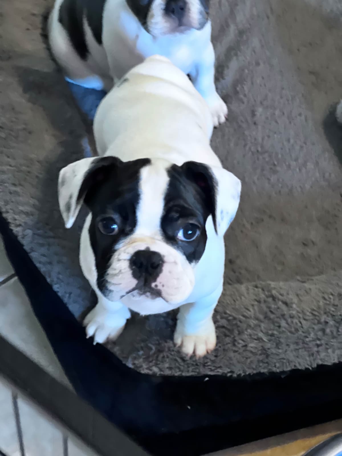 Frenchie Puppies from London Paris Pups breeder image 6