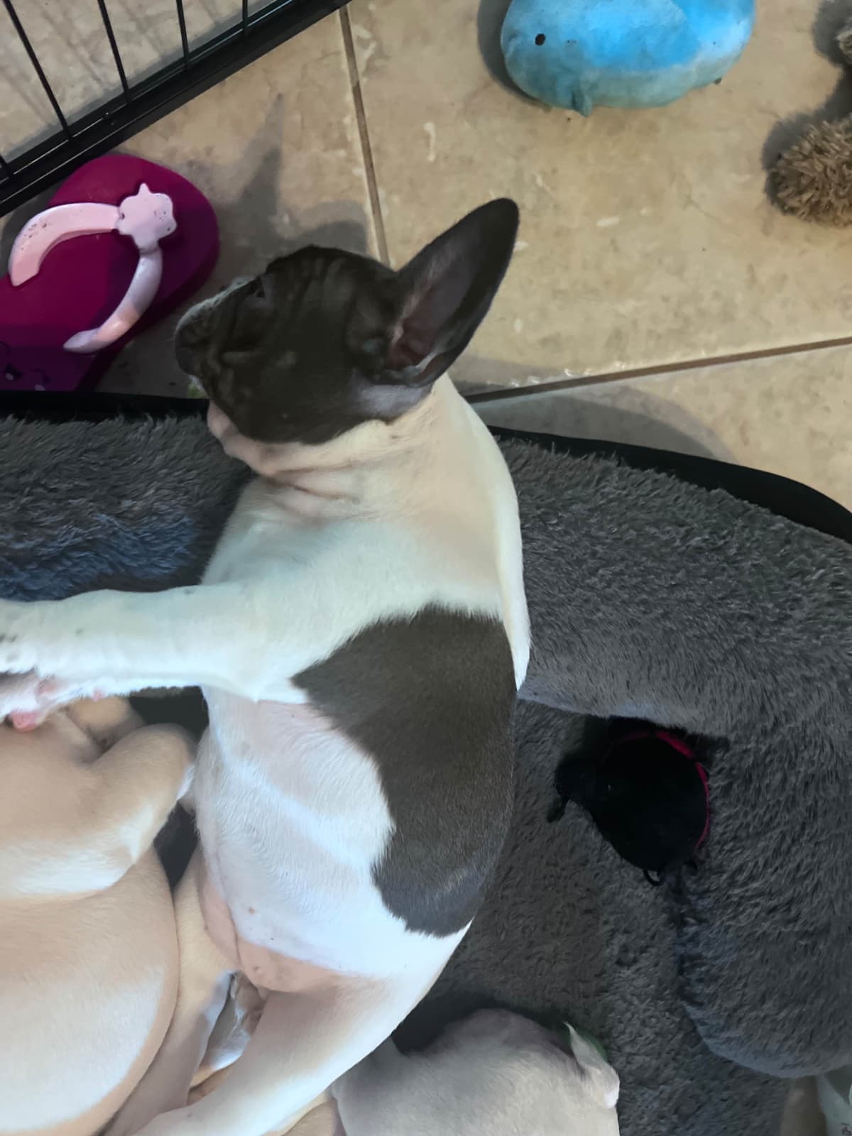 Frenchie Puppies from London Paris Pups breeder image 10
