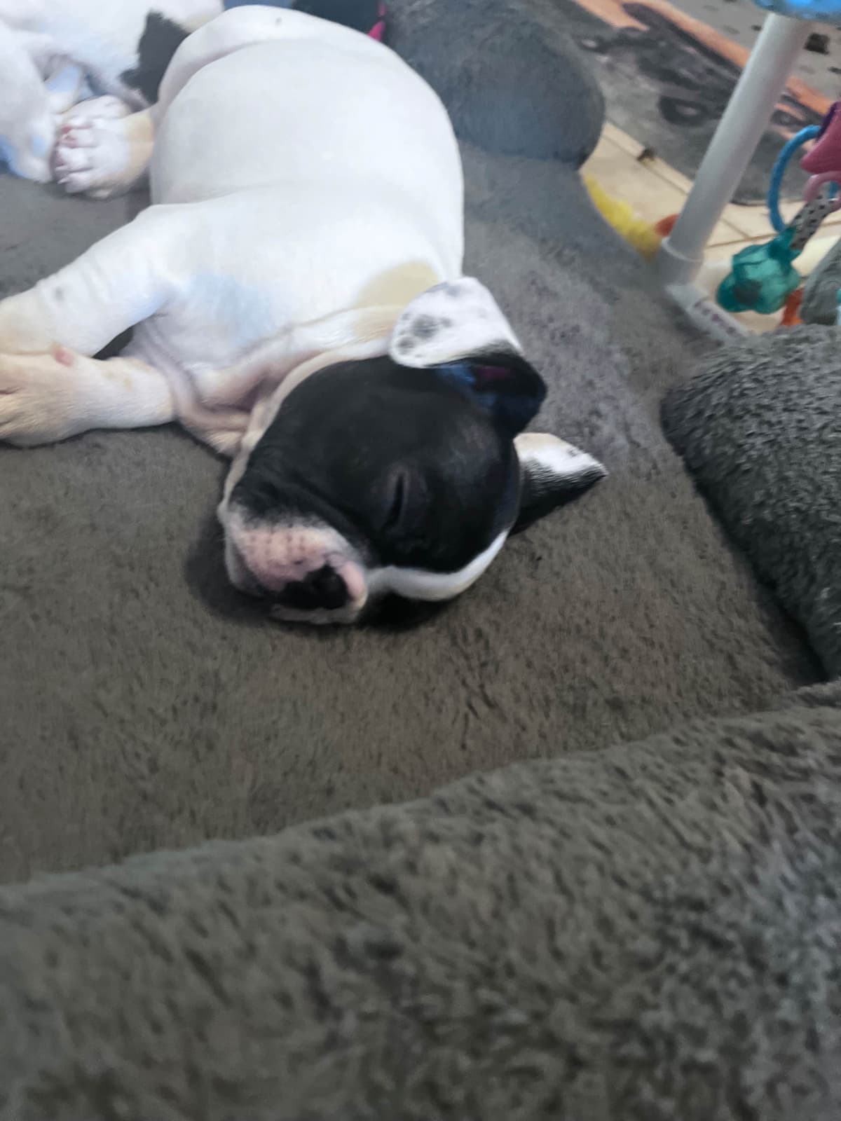 Frenchie Puppies from London Paris Pups breeder image 9