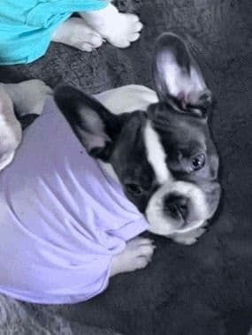 Frenchie Puppies from London Paris Pups breeder image 11