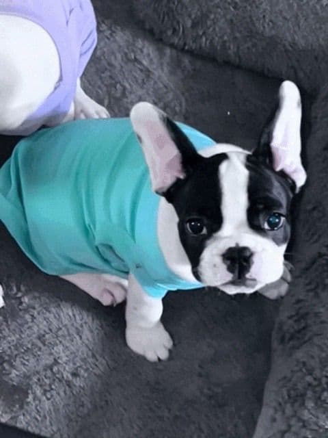 Frenchie Puppies from London Paris Pups breeder image 12