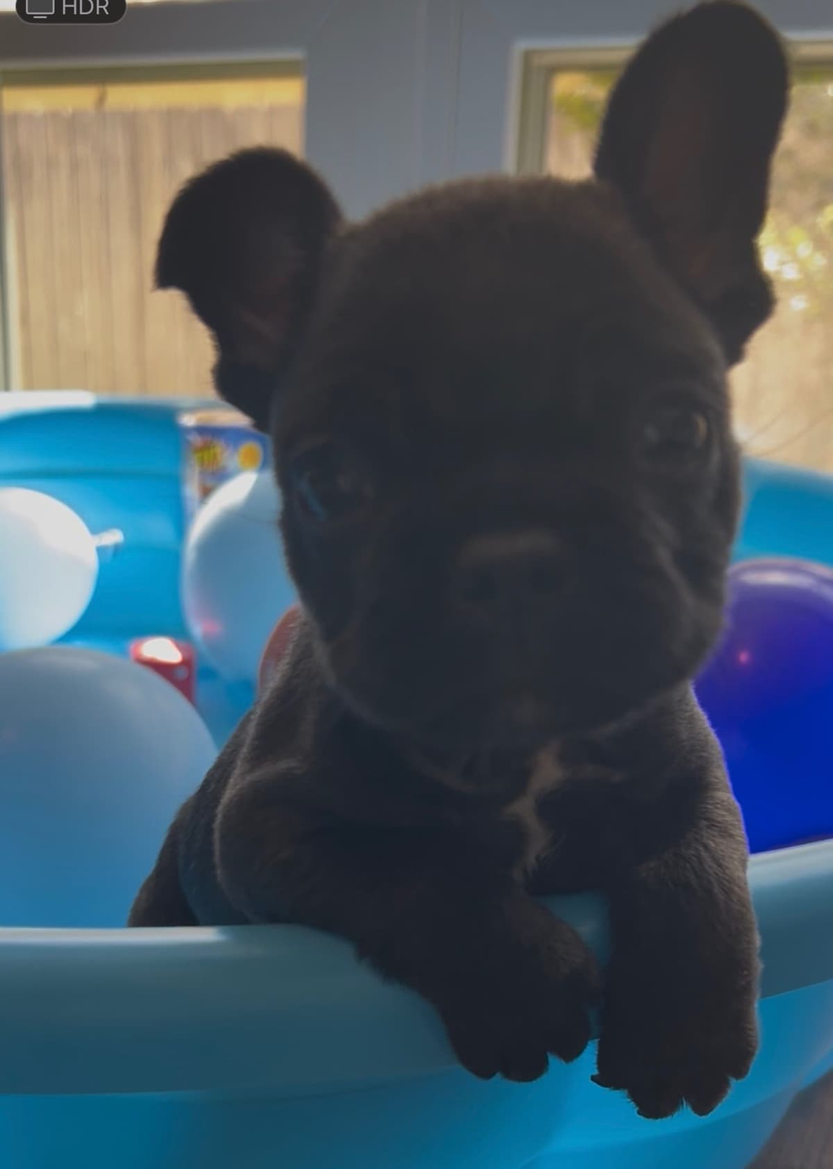 Frenchie Puppies from London Paris Pups breeder image 13