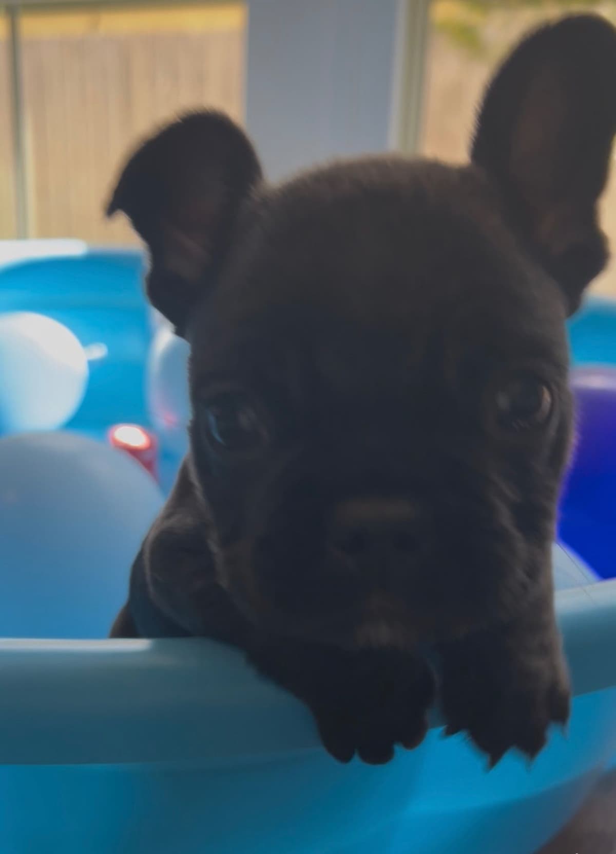Frenchie Puppies from London Paris Pups breeder image 14