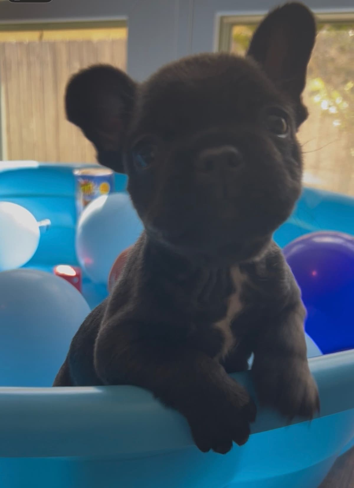 Frenchie Puppies from London Paris Pups breeder image 15
