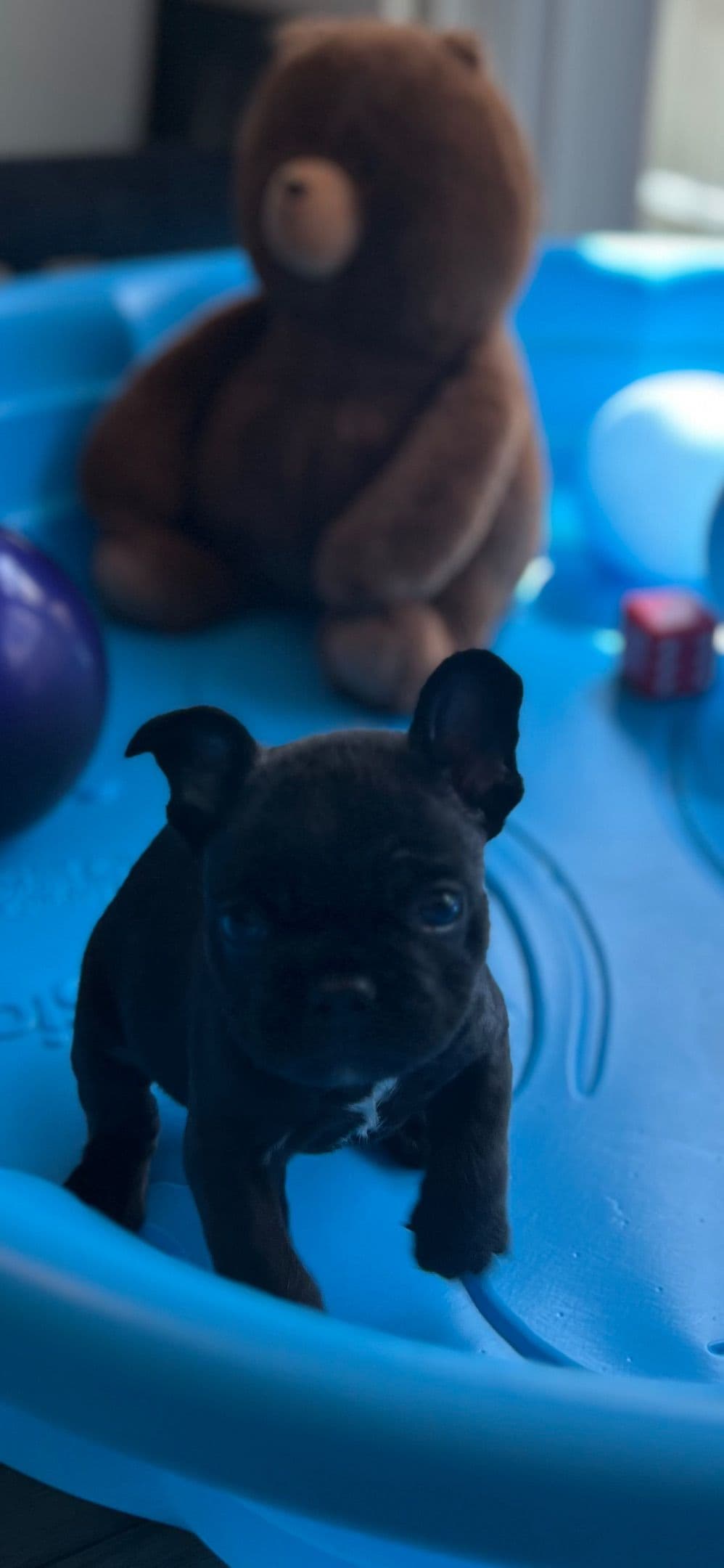 Frenchie Puppies from London Paris Pups breeder image 17