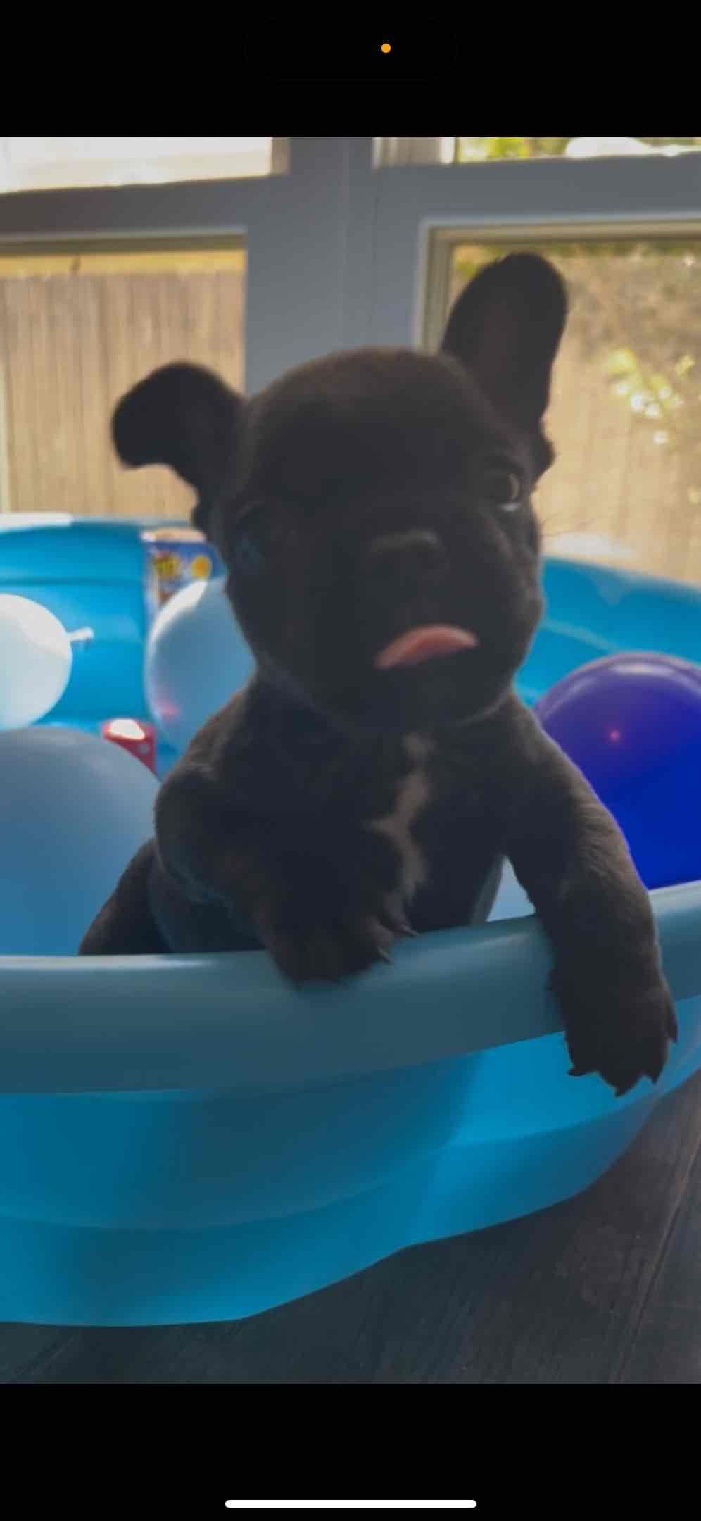 Frenchie Puppies from London Paris Pups breeder image 18