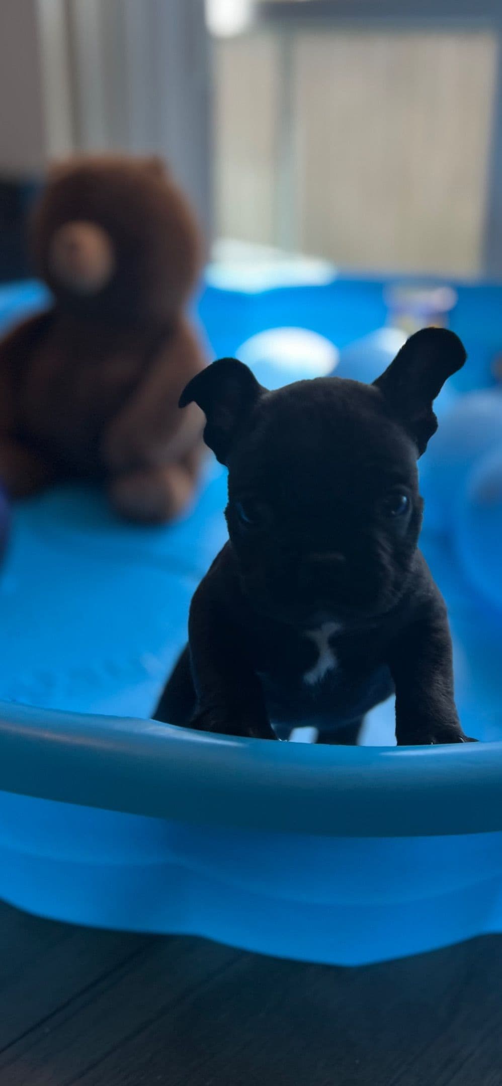 Frenchie Puppies from London Paris Pups breeder image 19