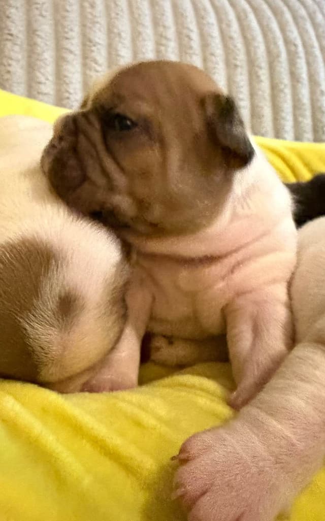 Frenchie Puppies from London Paris Pups media 3