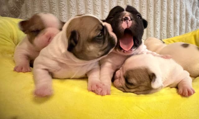 Frenchie Puppies from London Paris Pups media 5