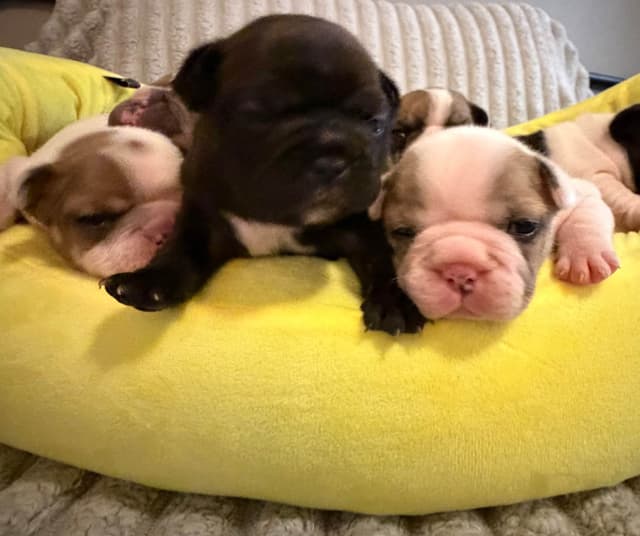 Frenchie Puppies from London Paris Pups media 6