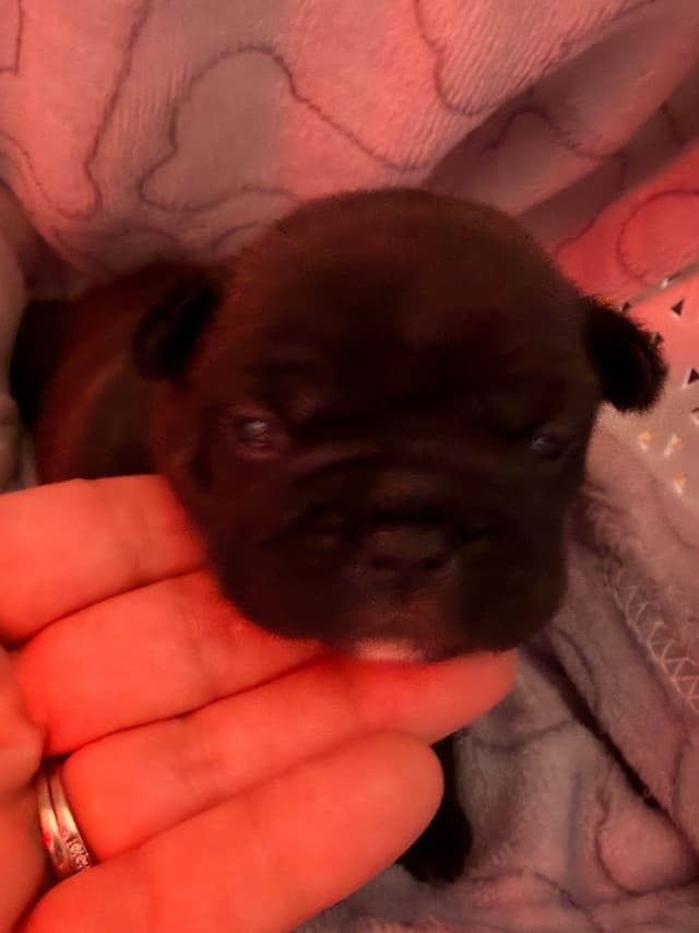 Frenchie Puppies from London Paris Pups media 11