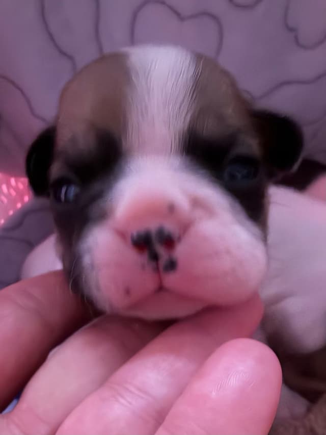 Frenchie Puppies from London Paris Pups media 10