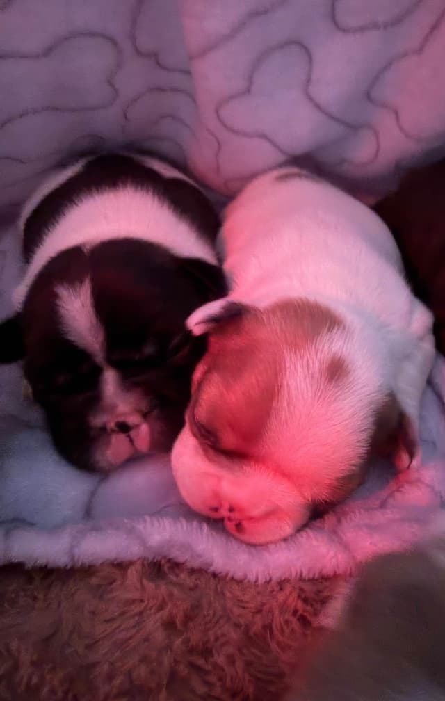 Frenchie Puppies from London Paris Pups media 12