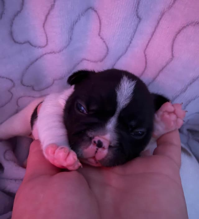 Frenchie Puppies from London Paris Pups media 14