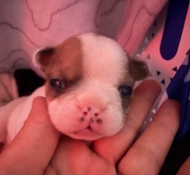 Frenchie Puppies from London Paris Pups media 15
