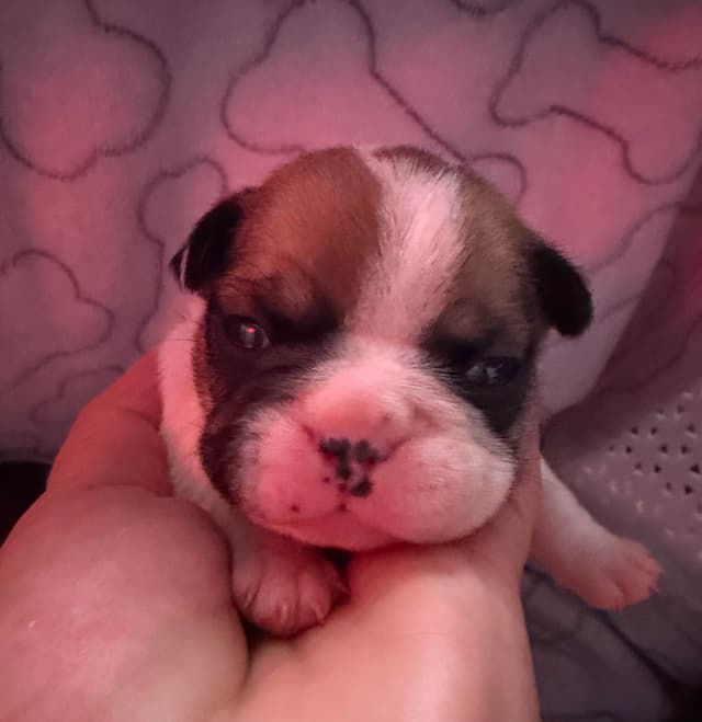 Frenchie Puppies from London Paris Pups media 17