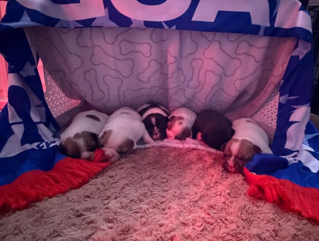Frenchie Puppies from London Paris Pups media 19
