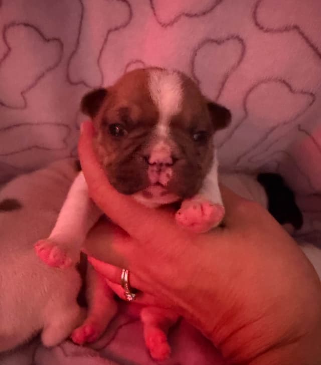 Frenchie Puppies from London Paris Pups media 18