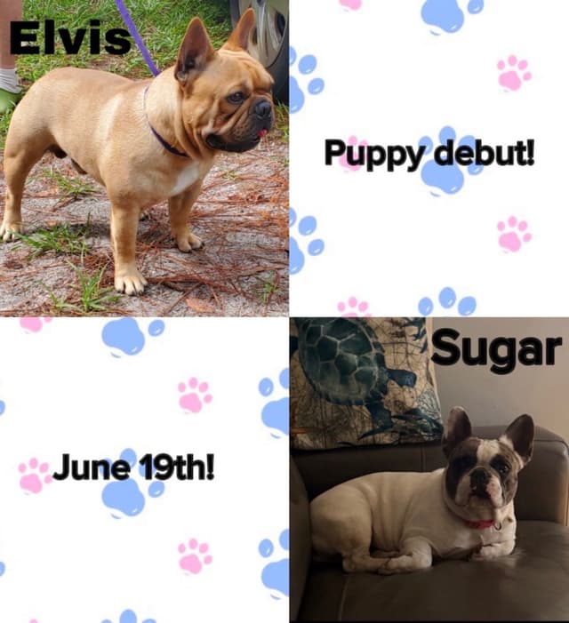 Frenchie Puppies from London Paris Pups media 21
