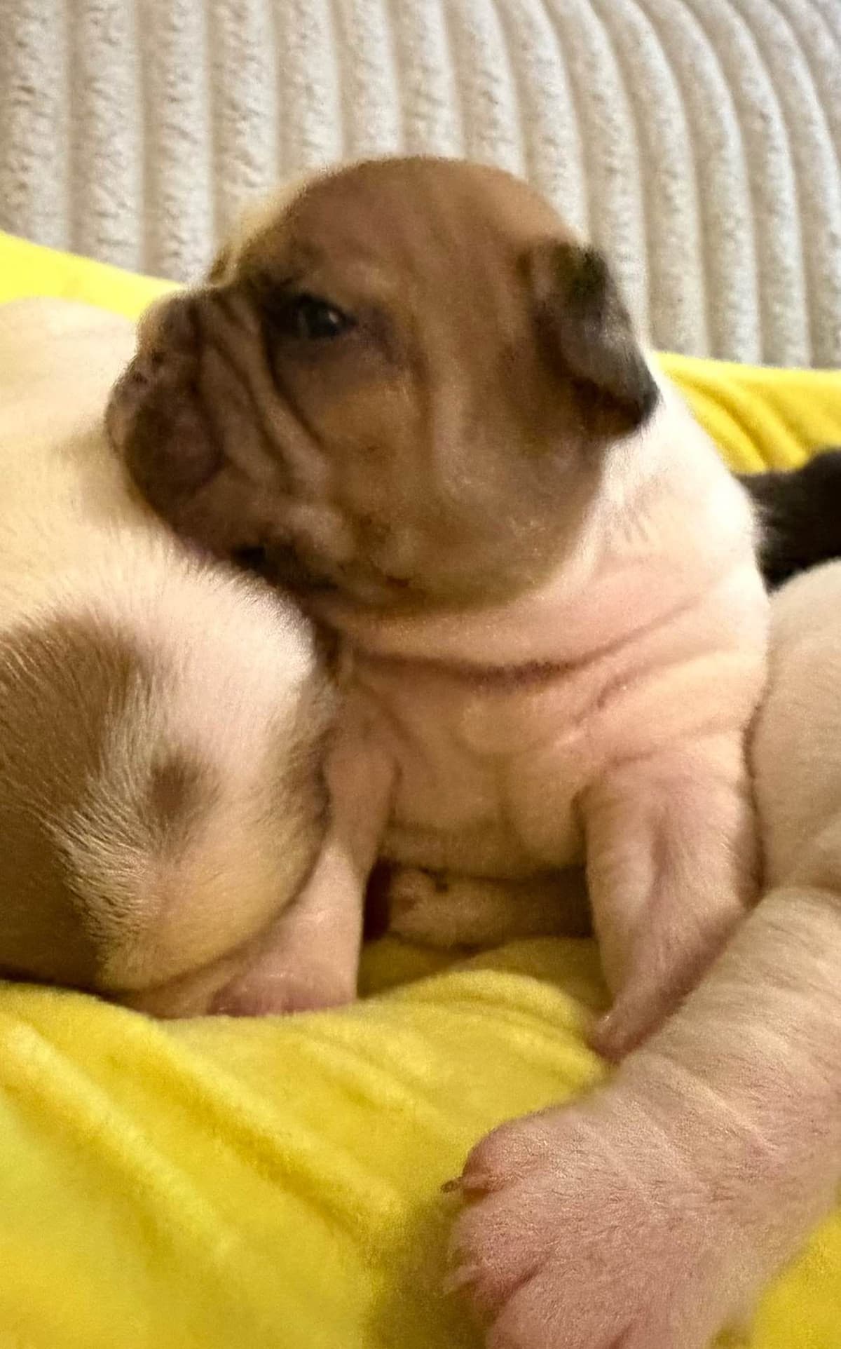Frenchie Puppies from London Paris Pups breeder image 23