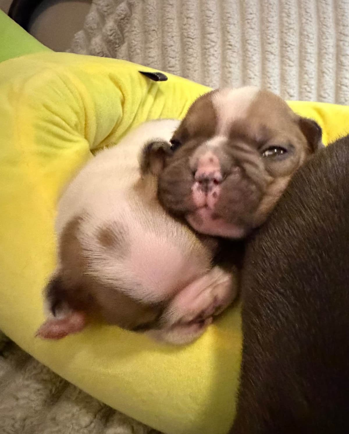 Frenchie Puppies from London Paris Pups breeder image 24