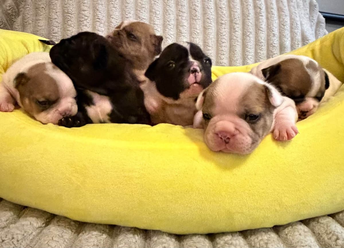 Frenchie Puppies from London Paris Pups breeder image 25