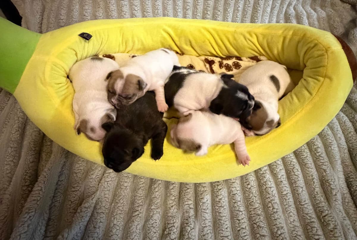 Frenchie Puppies from London Paris Pups breeder image 26