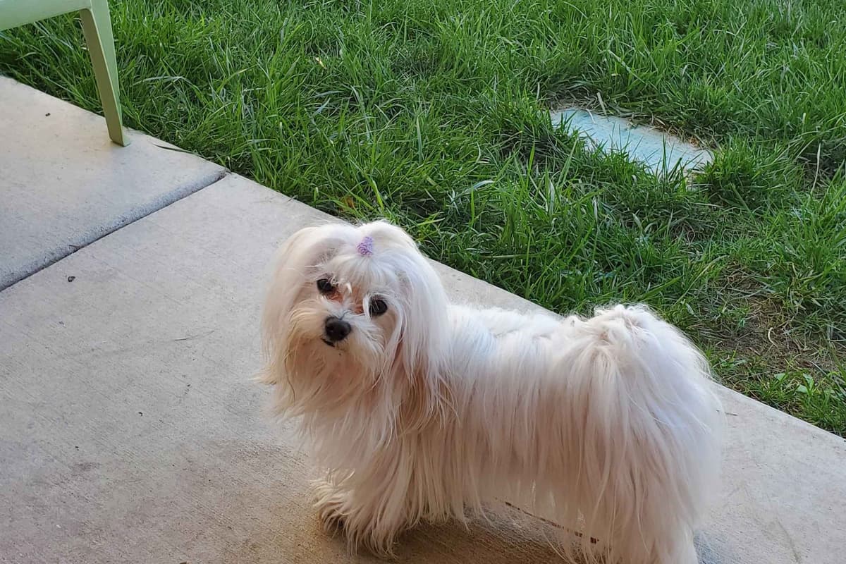 Maltese Puppies Akc very tiny 702-336-6282 breeder image 1