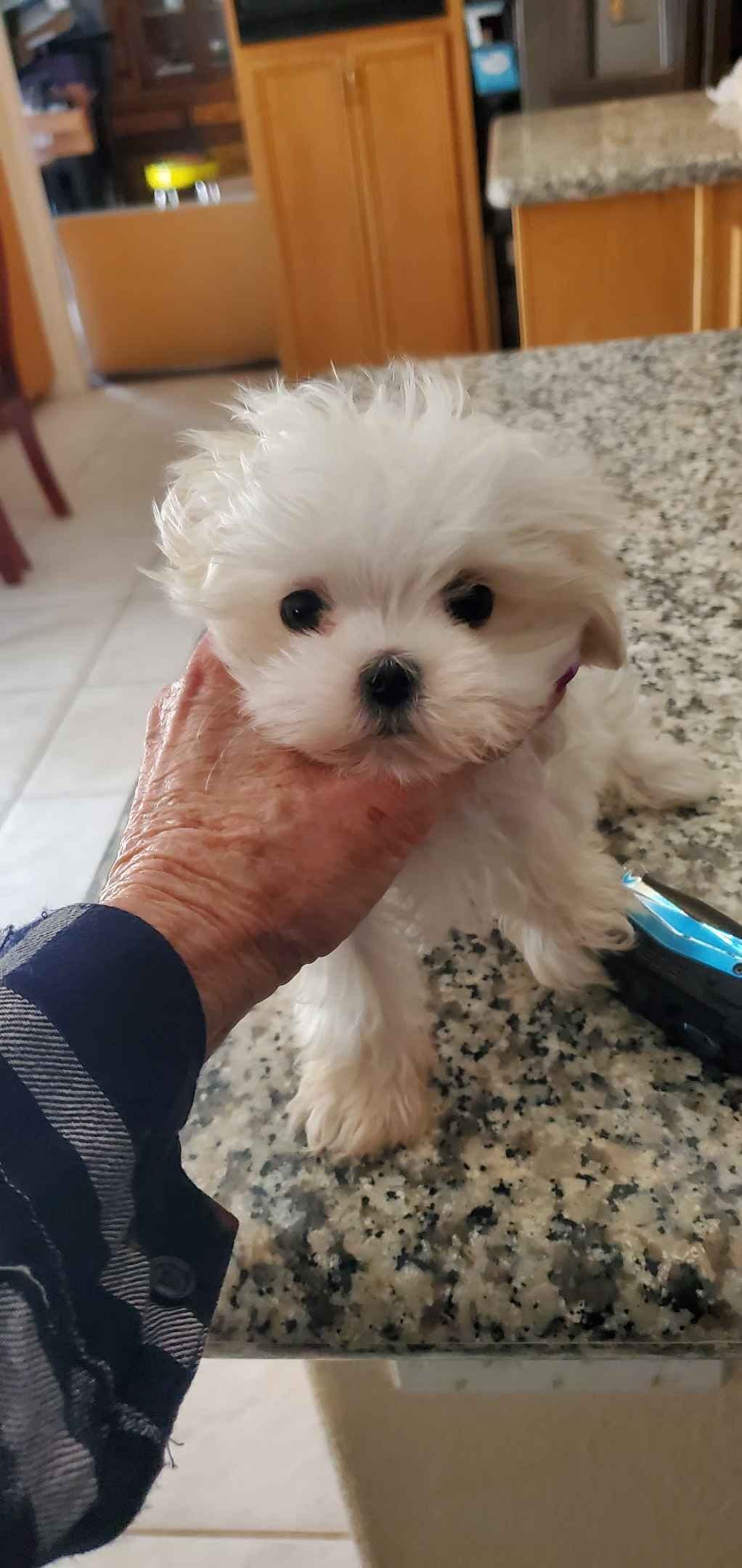 Maltese Puppies Akc very tiny 702-336-6282 breeder image 2