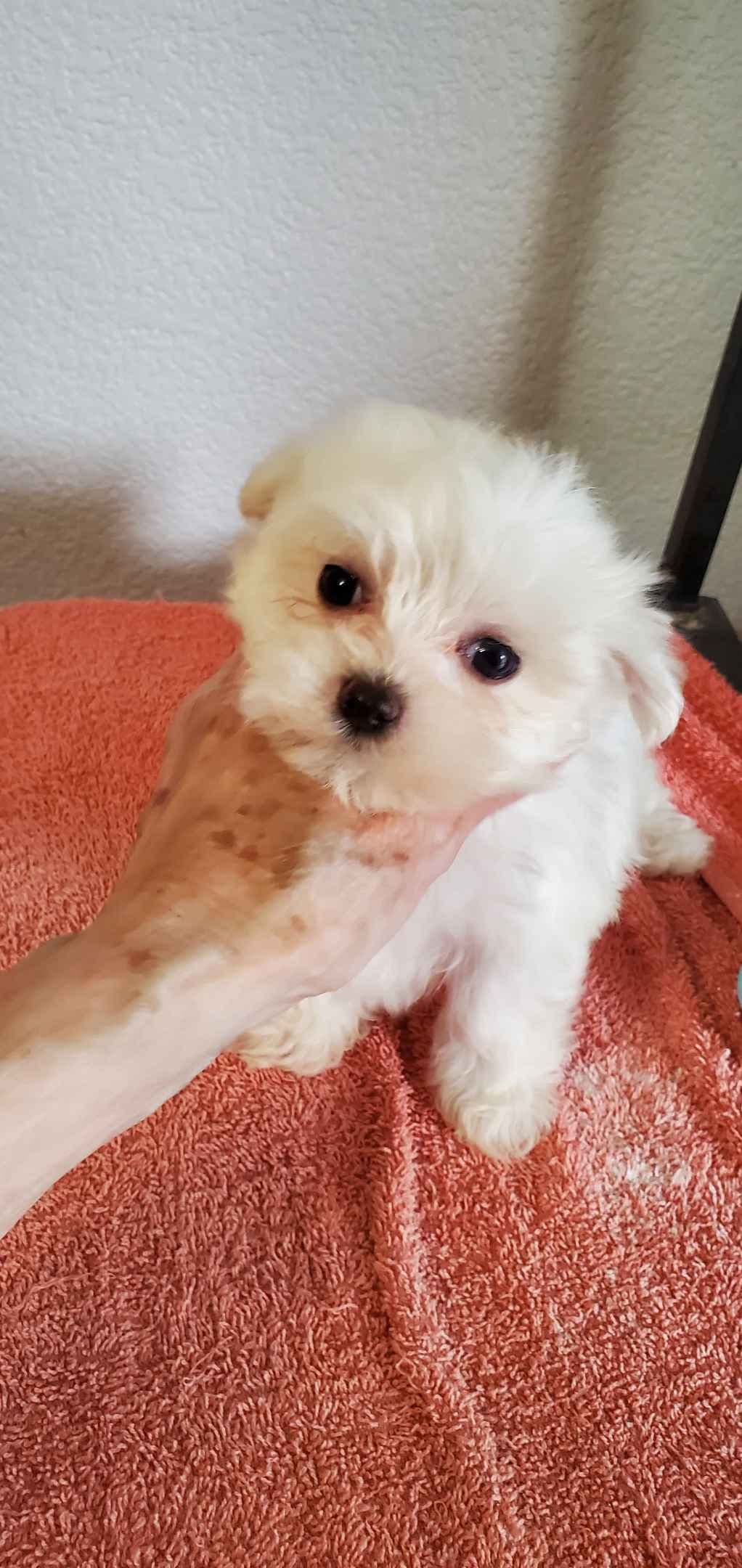 Maltese Puppies Akc very tiny 702-336-6282 breeder image 4