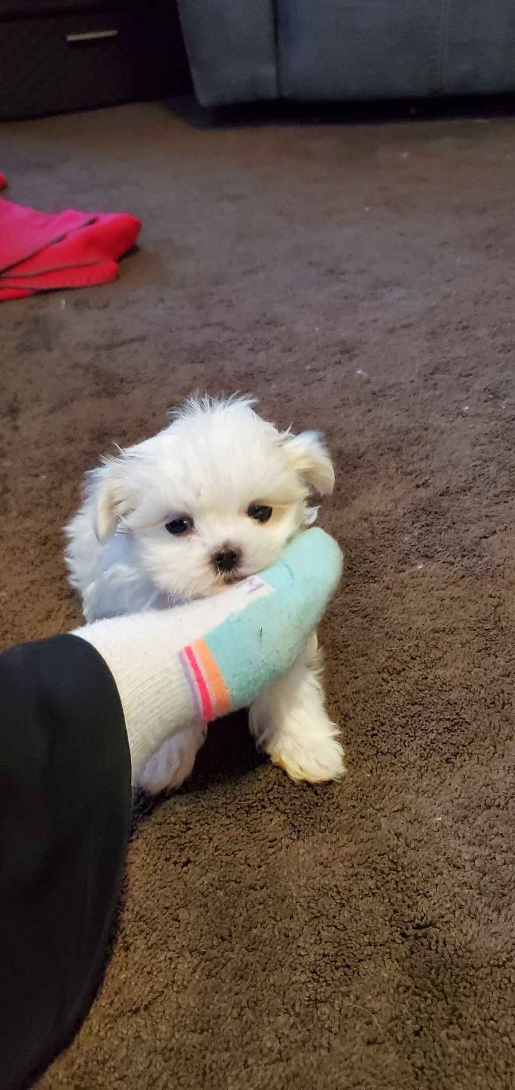 Maltese Puppies Akc very tiny 702-336-6282 breeder image 5