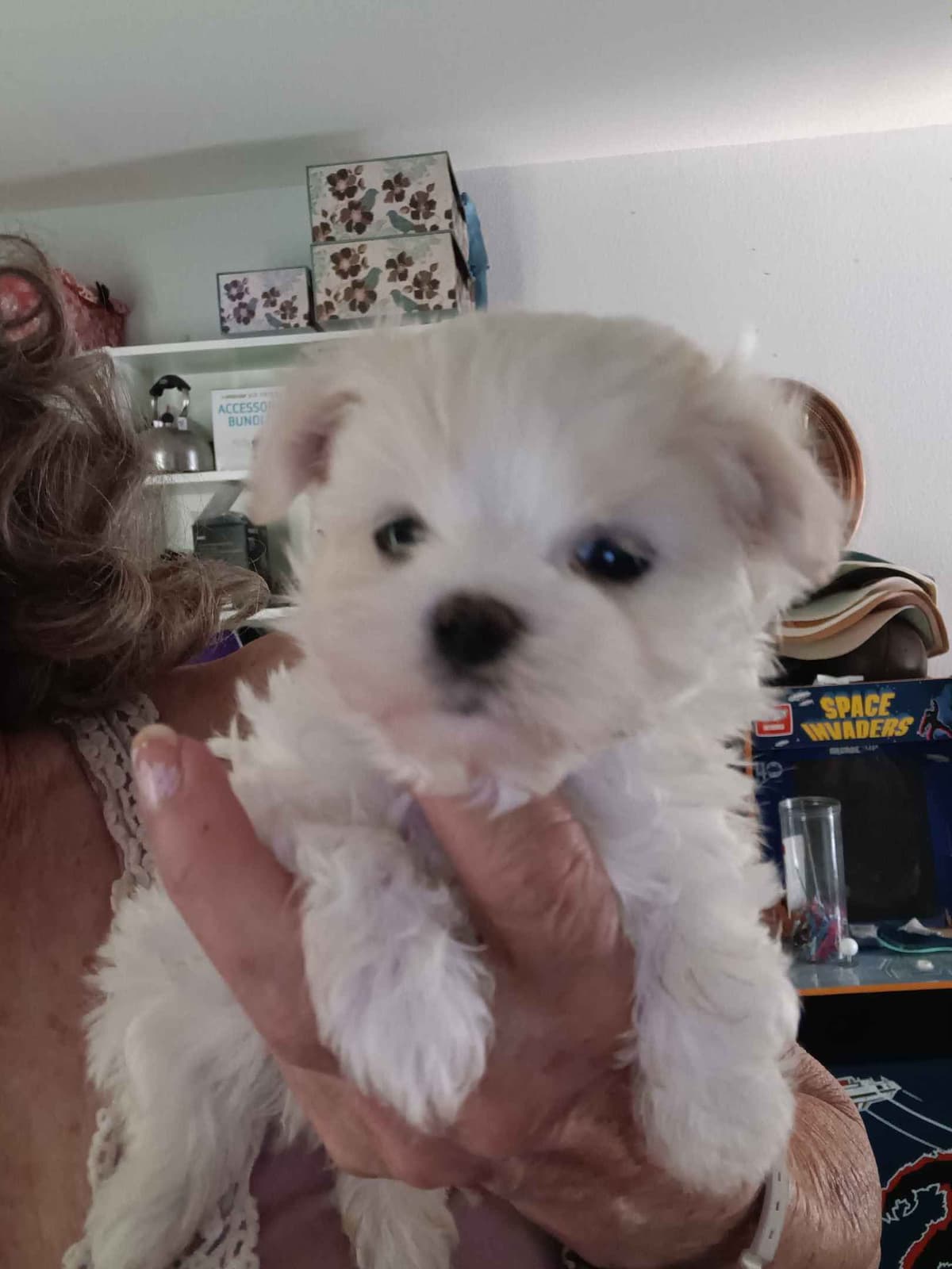 Maltese Puppies Akc very tiny 702-336-6282 breeder image 7