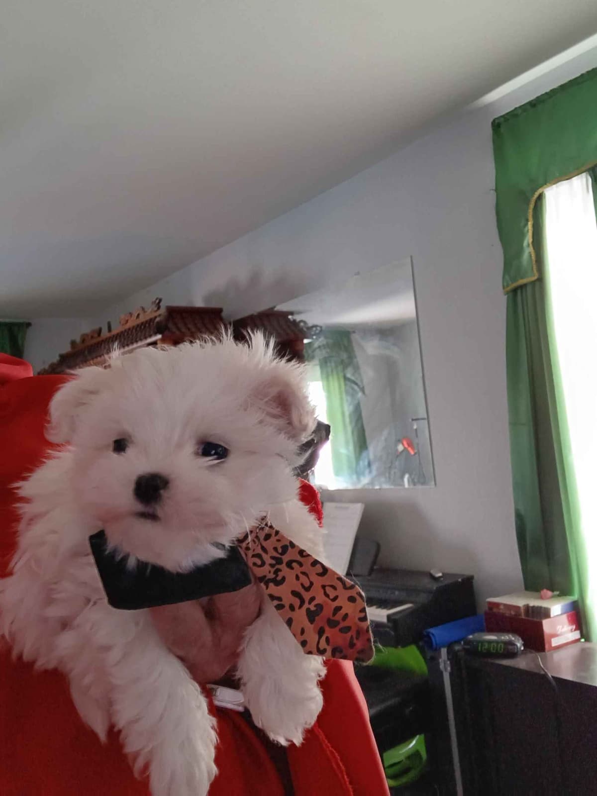 Maltese Puppies Akc very tiny 702-336-6282 breeder image 8
