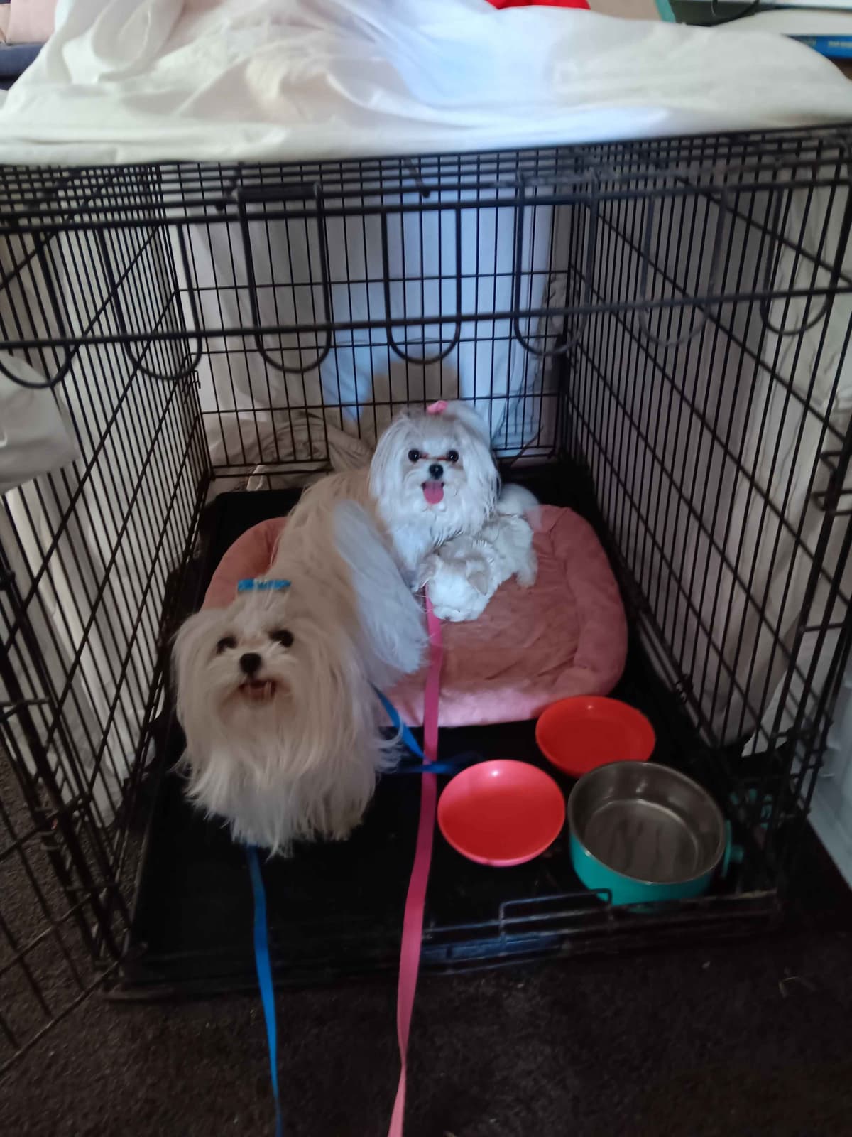 Maltese Puppies Akc very tiny 702-336-6282 breeder image 9