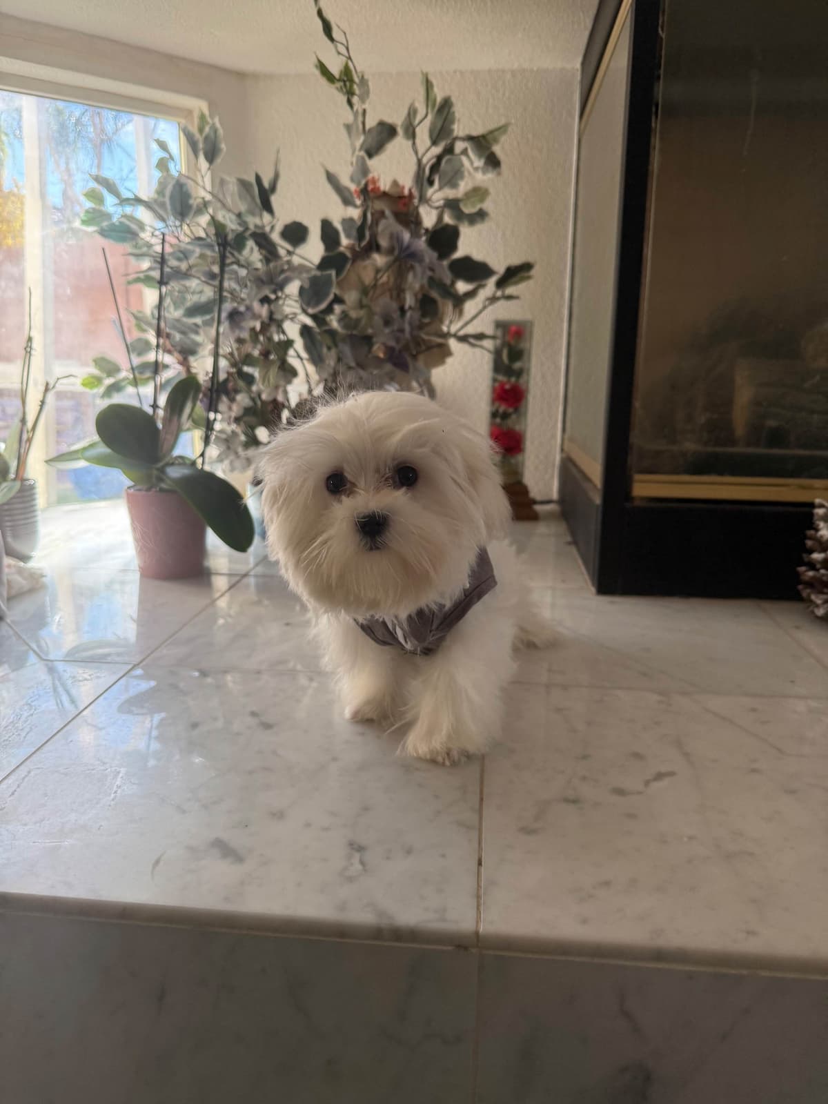 Maltese Puppies Akc very tiny 702-336-6282 breeder image 10