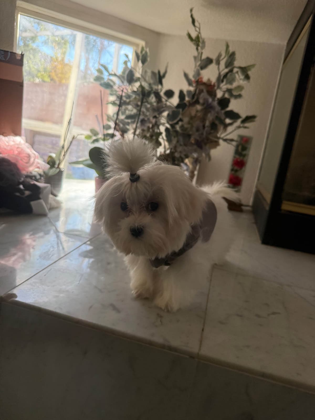 Maltese Puppies Akc very tiny 702-336-6282 breeder image 11