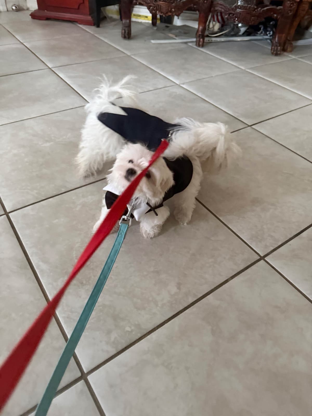 Maltese Puppies Akc very tiny 702-336-6282 breeder image 12