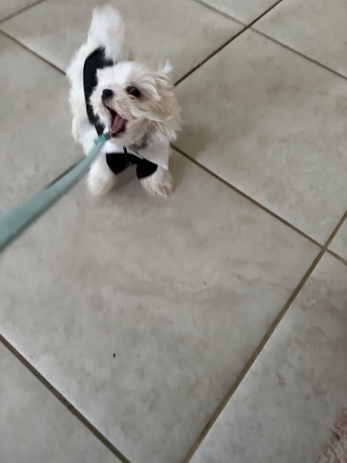 Maltese Puppies Akc very tiny 702-336-6282 breeder image 13