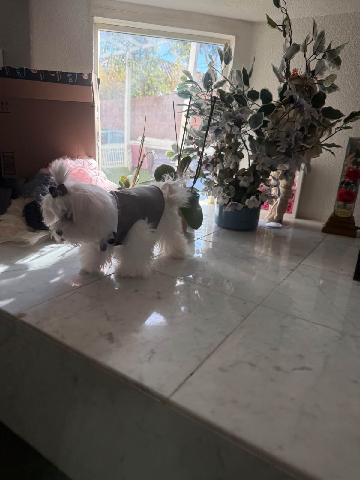 Maltese Puppies Akc very tiny 702-336-6282 breeder image 14