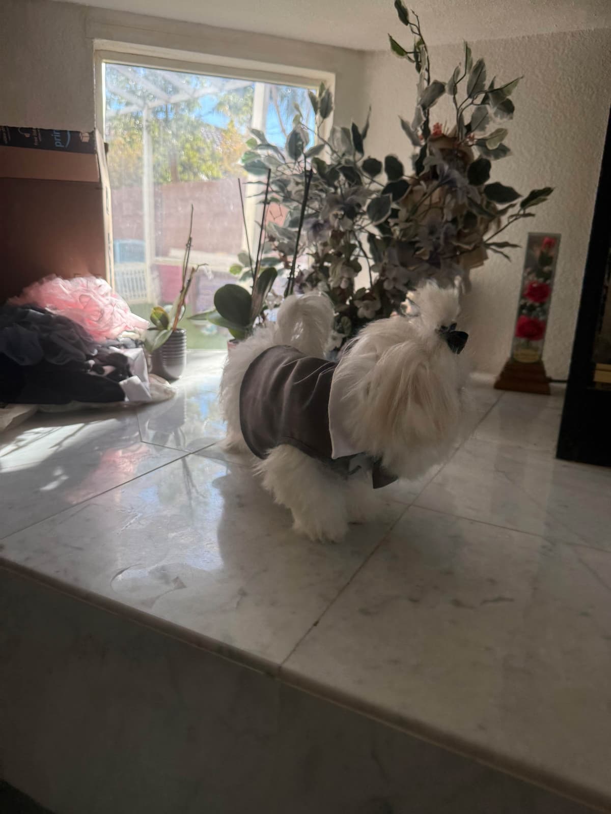 Maltese Puppies Akc very tiny 702-336-6282 breeder image 15