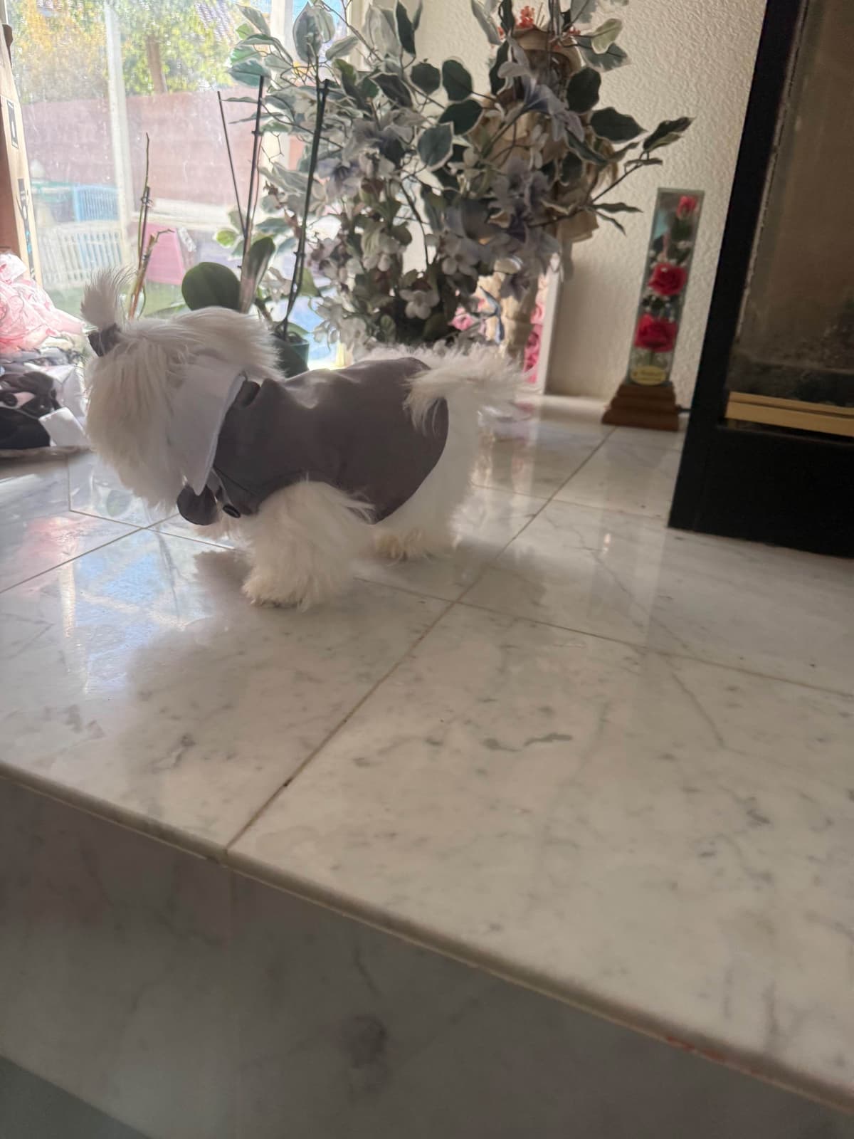 Maltese Puppies Akc very tiny 702-336-6282 breeder image 16