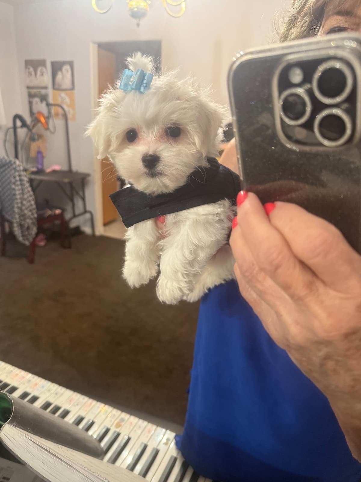 Maltese Puppies Akc very tiny 702-336-6282 breeder image 17