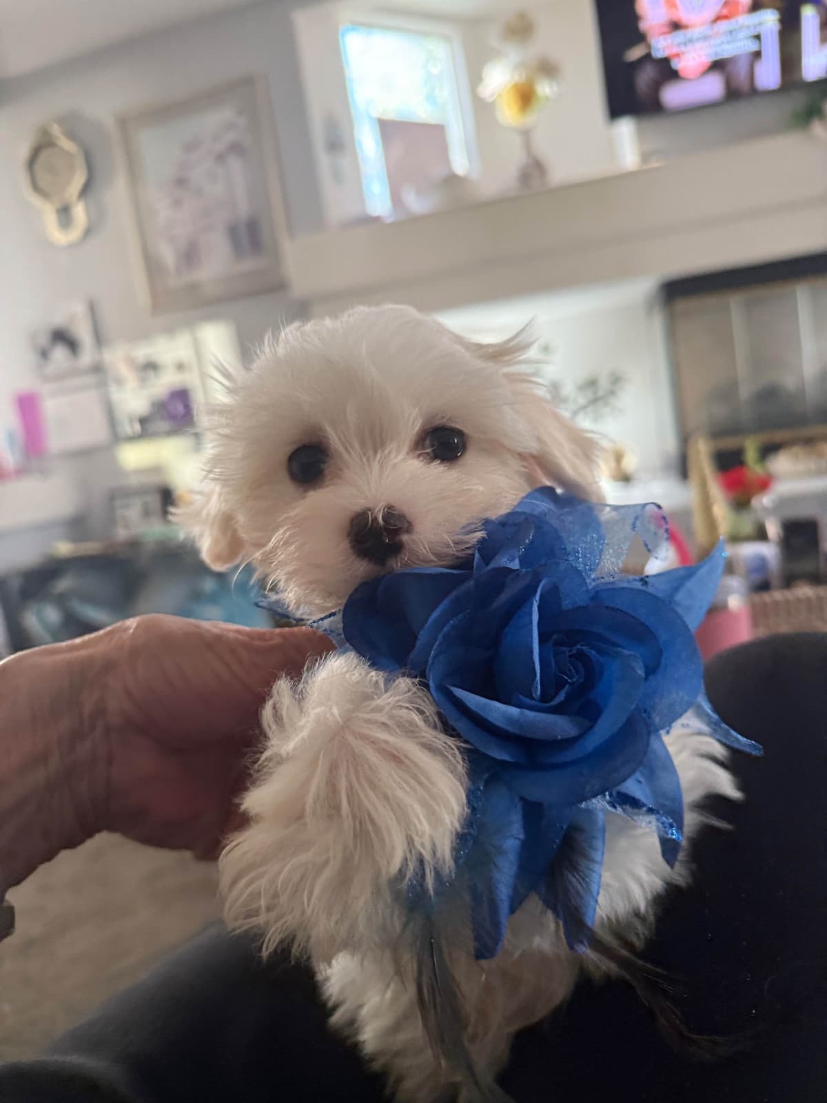 Maltese Puppies Akc very tiny 702-336-6282 breeder image 18