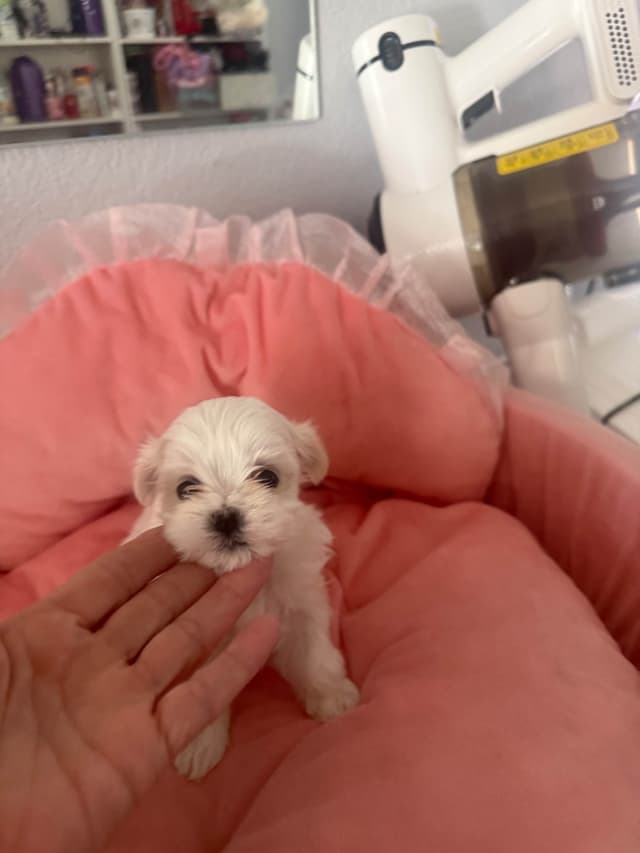 Maltese Puppies Akc very tiny 702-336-6282 media 2