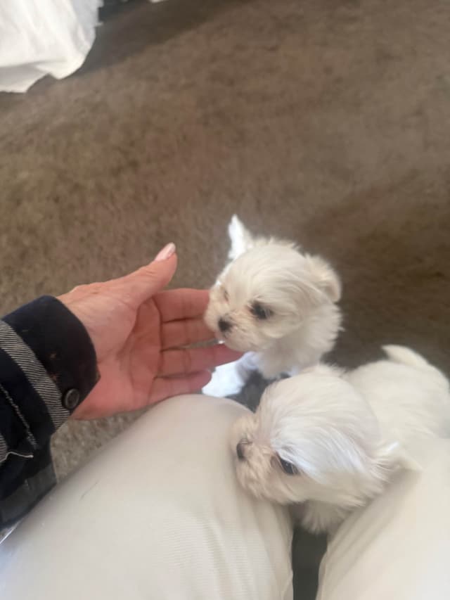 Maltese Puppies Akc very tiny 702-336-6282 media 3
